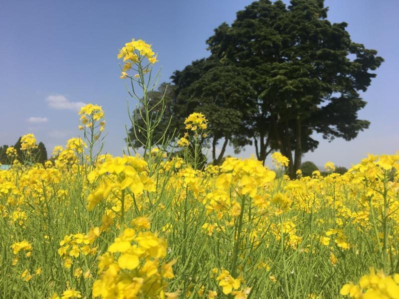 桜と菜の花の旅